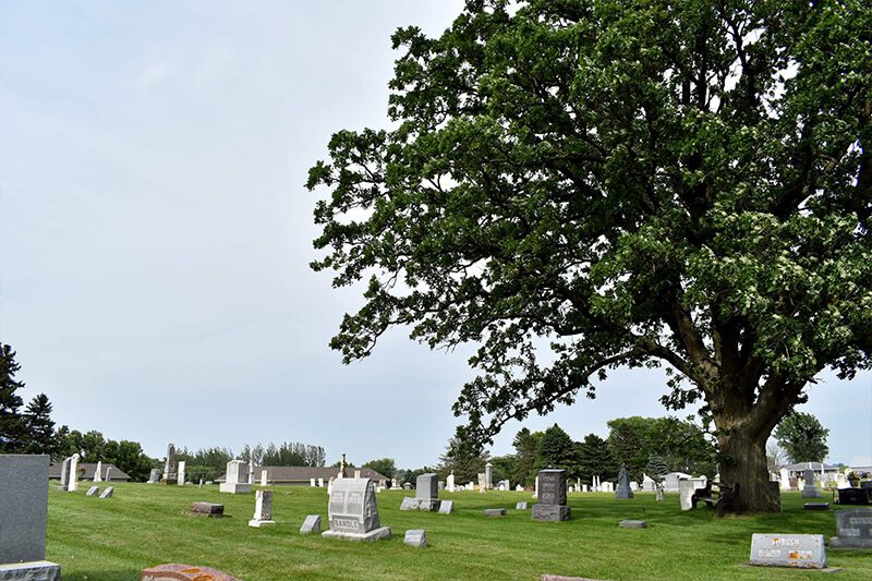 Tree at the Burr Oak Cemetery